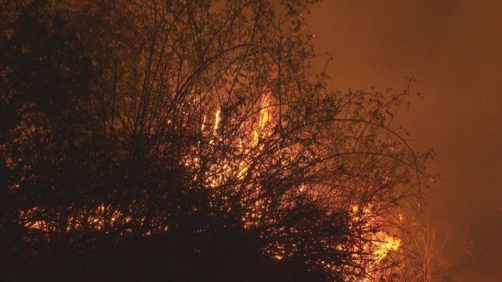 Пожар в Софийской области потушили