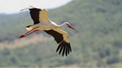 Популяция белого аиста увеличилась на треть