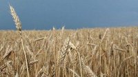 Производители зерновых молятся о дожде