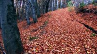 Осень в горах Стара-Планина