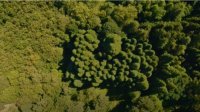 Болгарский лес секвойи находится недалеко от села Богослов