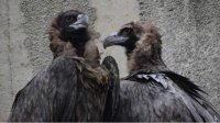 Черные грифы из Испании прибыли в софийский зоопарк