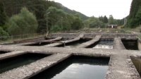 Массовая гибель рыбы в форелевых хозяйствах