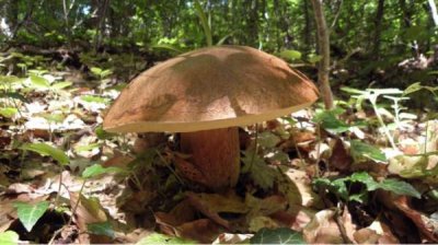 Лесные грибы – источник дохода в болгарских селах и дорогой деликатес для Западной Европы
