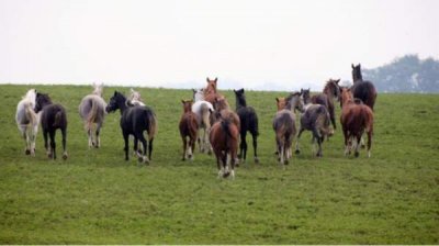 Старейший конный завод Болгарии сохраняет породы, находящиеся под угрозой исчезновения