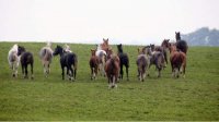 Старейший конный завод Болгарии сохраняет породы, находящиеся под угрозой исчезновения