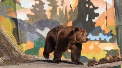 Международный день защиты детей в Софийском зоопарке