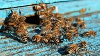 Бесценная услуга пчел природе и труд пчеловодов заслуживают особого вознаграждения