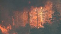 С начала 2020 г. пожары в Болгарии уничтожили 1 660 га