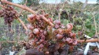 Свыше 1 млн. тонн винограда уничтожила буря в Поморие
