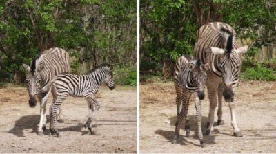 Жеребенок зебры родился в софийском зоопарке