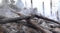 Пожары уничтожили 1600 га леса