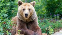 В старозагорском зоопарке 14-летняя медведица Диана погрузилась в зимний сон