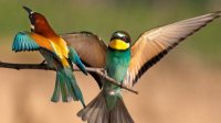 Болгария занимает второе место в Европе по разнообразию птиц