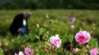 Болгария обращается к ЕС за разрешением помощи производителям роз