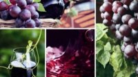 Штриховой код будет прослеживать путь болгарского вина от виноградника до бокала