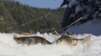 Легендарный российский рыболов будет вести подготовку сборной Болгарии на Чемпионате мира по подледной рыбалке