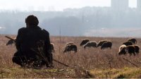 Овцеводство в Болгарии – сектор с вызовами