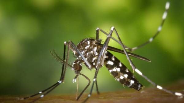 Болгария – в числе стран распространения тигровых комаров