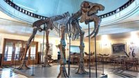Доисторическое гигантское млекопитающее хранится под куполом Софийского университета