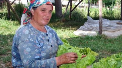 Новые возможности для альтернативной занятости табаководов