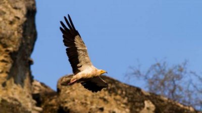 Начинается восстановление популяций редких птиц в трех природных парках
