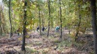 Новая жизнь для болгарского дубового леса