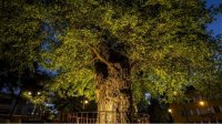 450-летняя шелковица представлена в конкурсе «Европейское дерево года»