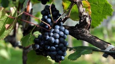 Волна недовольства против либерализации прав посадки винных сортов винограда