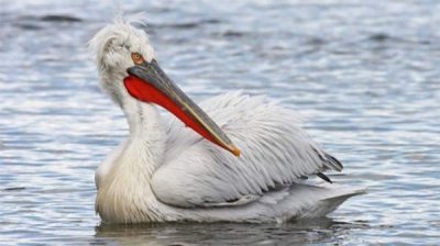 Впервые установлен спутниковый передатчик на кудрявом пеликане