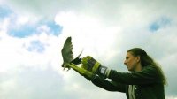 “Зеленые Балканы” спасает и возвращает в природу редких птиц