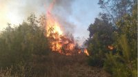 Из-за пожара в Родопах частично объявлено бедственное положение