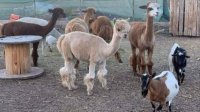 Зоопарк в Бургасе ищет опекунов