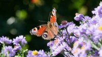Каждый пятый вид бабочек в Болгарии находится под угрозой исчезновения