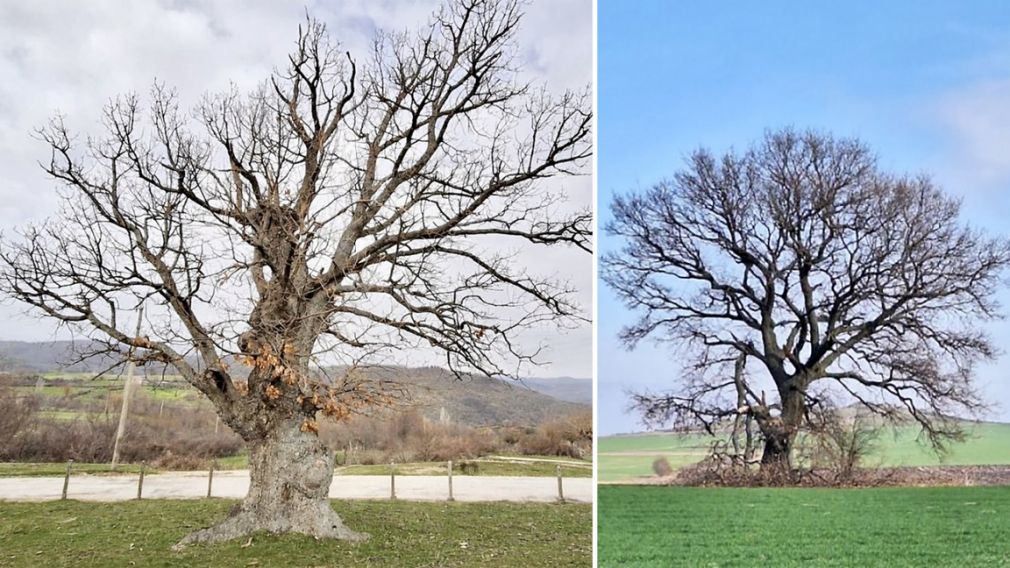 Вековой лес Болгарии возрос на два новых защищенных дерева