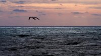 Представят проект защиты Черного мора от загрязнения