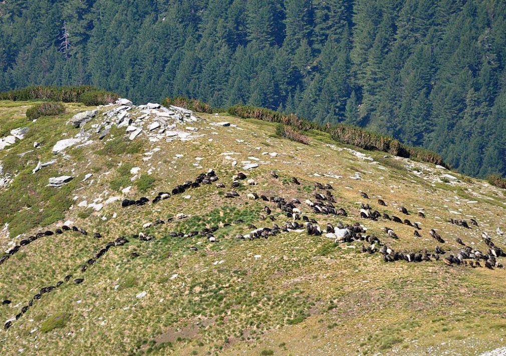 Природозащитники настаивают на отмене субсидий на выпас скота в национальных парках
