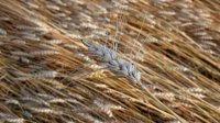Болгария внесет в ЕК требование о продлении запрета на импорт зерновых из Украины