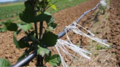 Безводье пагубно сказывается на болгарском сельском хозяйстве