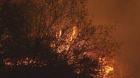 Пожар в Родопах уничтожил вековой лес