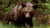 Бурых медведей в Болгарии стало больше