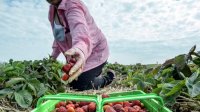 Болгары продолжают уезжать на сезонные заработки в другие страны ЕС