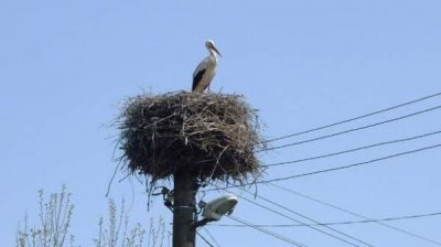 Птицы и электрические столбы – попытки мирного сожительства