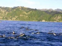 Охрана дельфинов – миссия с продолжением