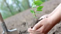Более 10 000 деревьев посадят волонтеры в районе Пазарджика
