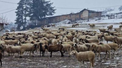 ЕС потребовал быстрой ликвидации зараженных животных в Велинграде