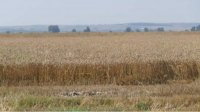 Экспорт пшеницы из Болгарии не приведет к дефициту