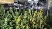 В Софии раскрыли производство марихуаны