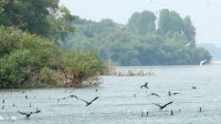 Международный день охраны реки Дунай: Увеличивается число птичьих колоний на болгарском участке реки