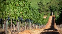 Болгария и Армения будут сотрудничать в виноделии